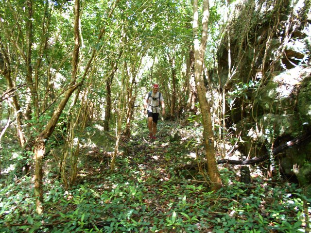 Fin de la descente dans les poivriers de Bourbon