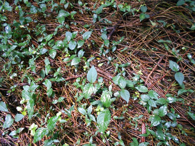 Les longues lianes griffes de chat colonisent même le fond de la ravine