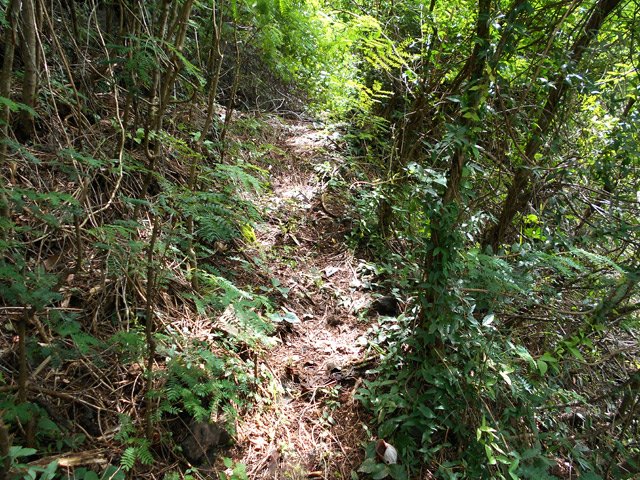 Certaines portions du sentier semblent utilisées tous les jours, ce qui n'est pas le cas