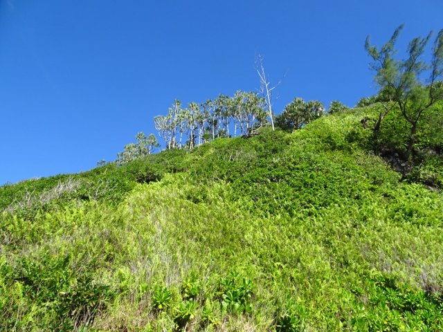 La-haut, sous les pandanus, passe le sentier vers Saint-Philippe