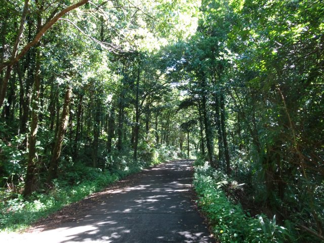 Parcours ombragé en légère descente