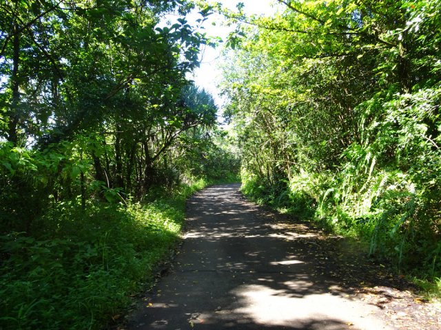 Les sous-bois abritent parfois de la culture de vanille