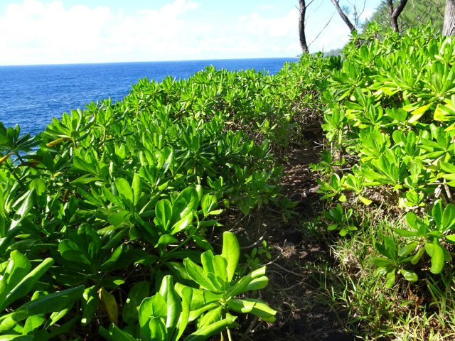 Sentier très utilisé des pêcheurs dans les maniocs marrons