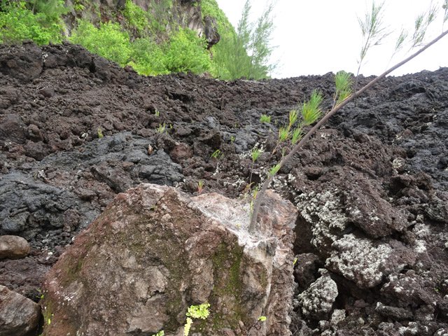 Un filao a réussi à pousser sur un rocher