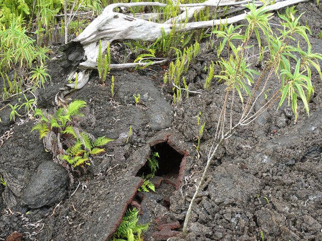 Ce petit tunnel de 30 cm, en revanche, est fait pour les tangues