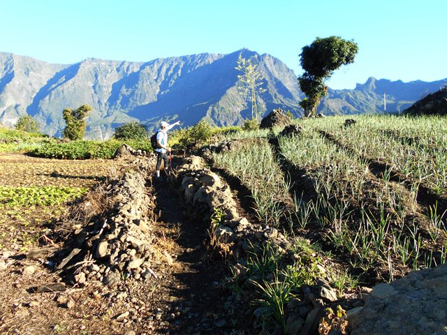 La murette et le manguier élagué, point de départ vers la Roche Pendue