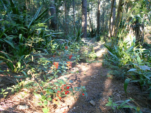 Passage presque à plat sous les grands filaos ombragés