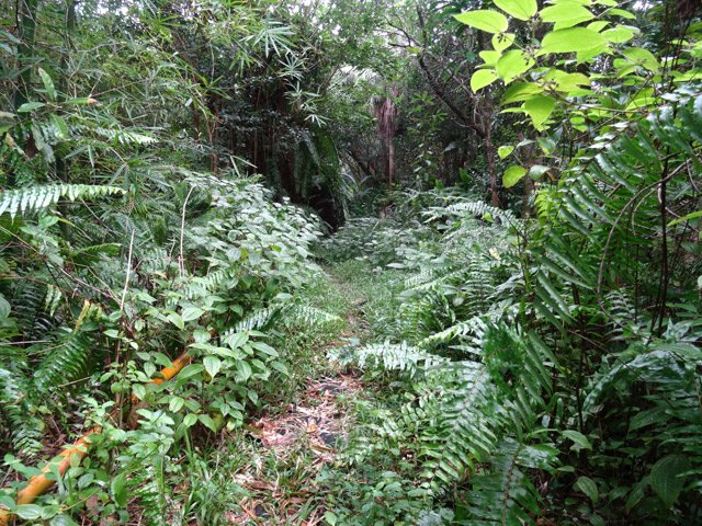 Cinq mètres après le début, le sentier est large et très praticable