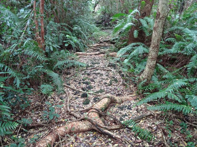 Les racines glissantes s'évitent facilement