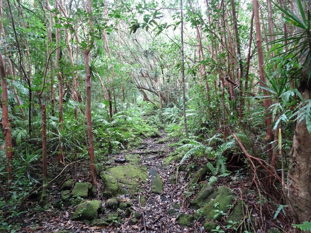 Les goyaviers, comme partout, se sont largement installés