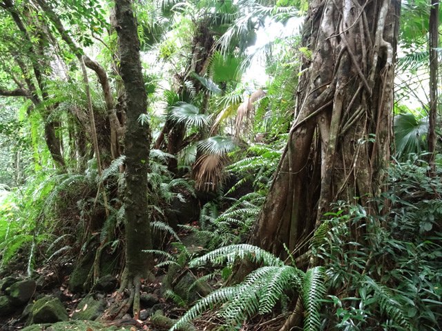 Quelques beaux spécimens de grands arbres