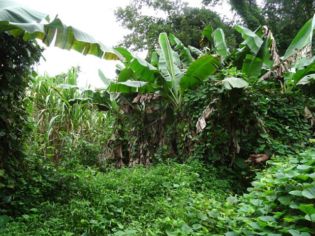 Plantation de bananiers près de la canne à sucre
