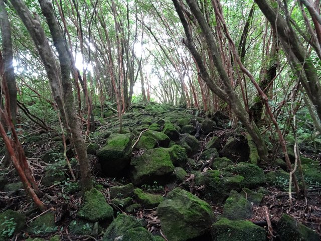 Un pierrier sous les goyaviers et jamrosats