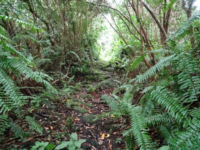 Roches au sol, goyaviers et fougères sur les bords