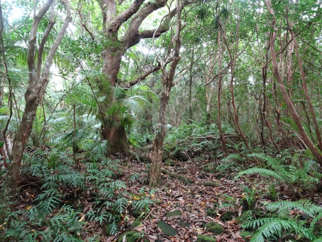 Quelques arbres remarquables à dégoter sur le court trajet
