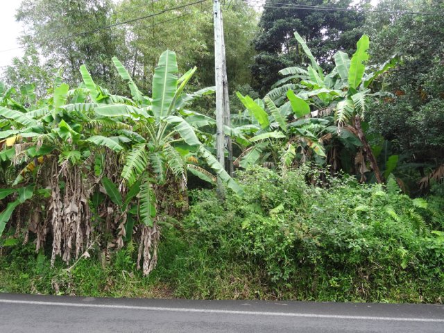 Début du sentier entre bananiers et poteau téléphonique