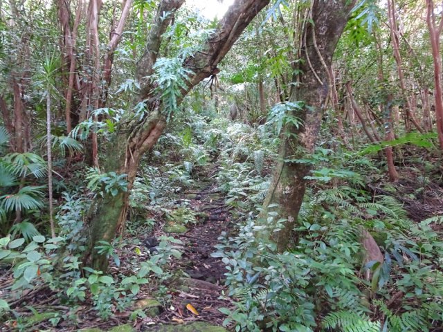 Beaucoup de racines mais terrain assez plat par endroits