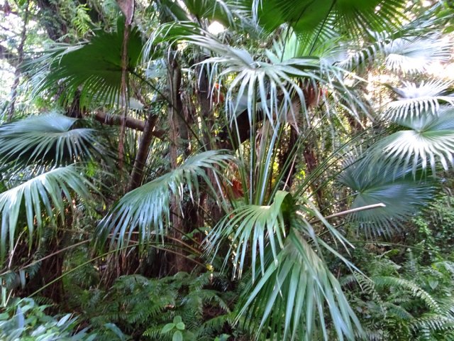 Les palmiers renforcent la notion de verdure