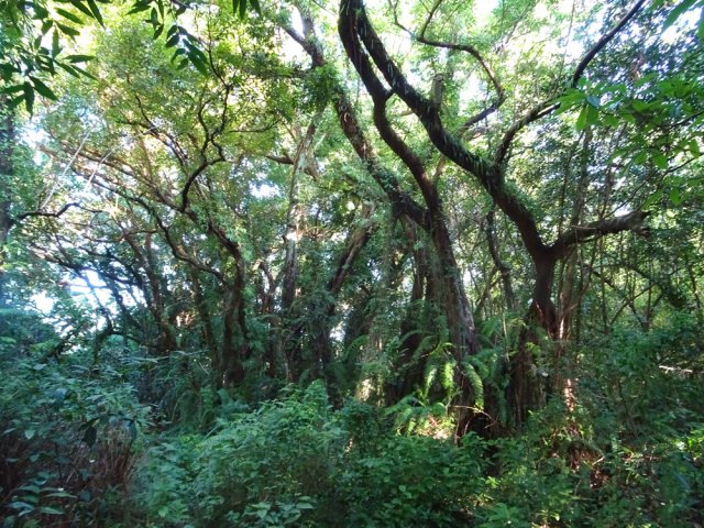 Beaucoup de fougères sur les troncs d'arbres