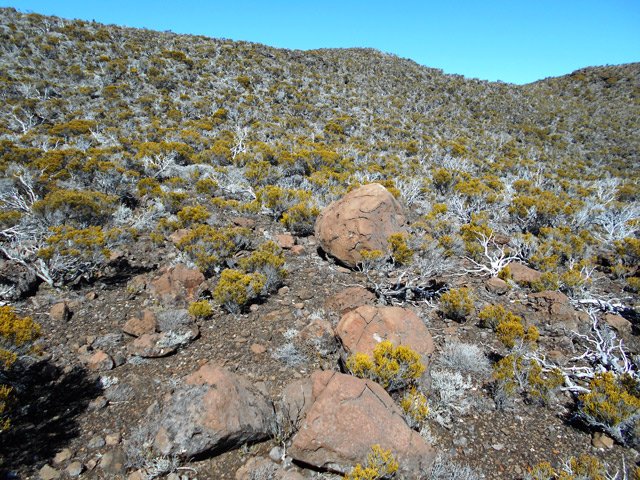 De belles bombes volcaniques sont toujours en place dans la végétation de la pente