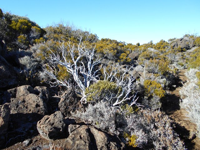 Le sentier du Morne et la végétation qui le borde