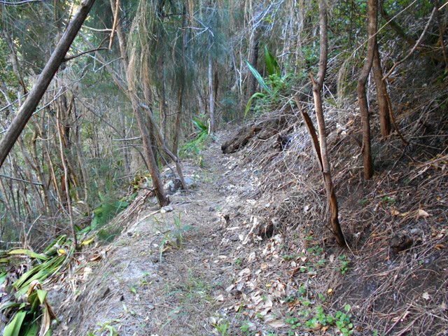 Pente vers le plateau sur de longues aiguilles de filaos