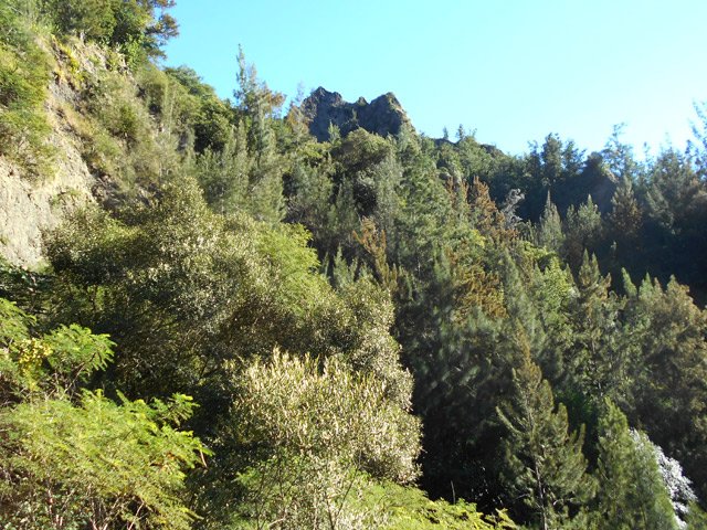 Les filaos et la végétation de la région