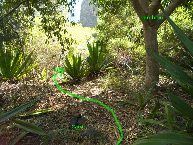 Départ du sentier vers l'Îlet Moutou, entre jamblon et chocas