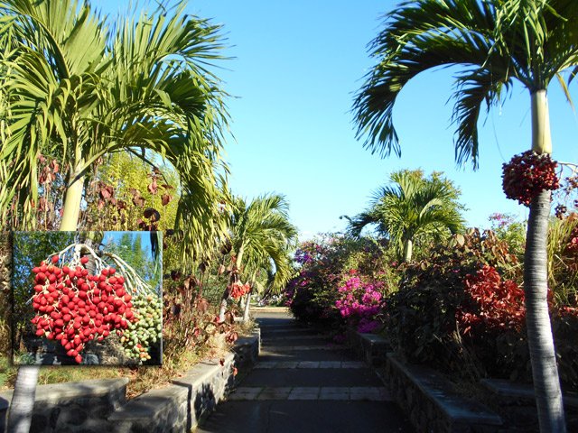 Un cimetière au pays des fleurs