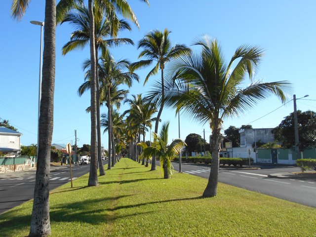 Préférer le sentier entre les palmiers aux trottoirs