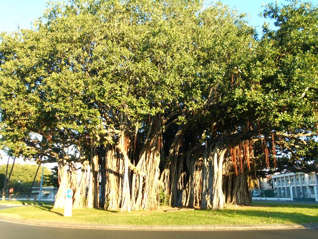 Le banian le plus connu de La Réunion