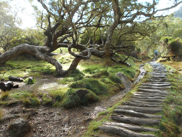Heureusement les troncs en travers permettent d'éviter la boue