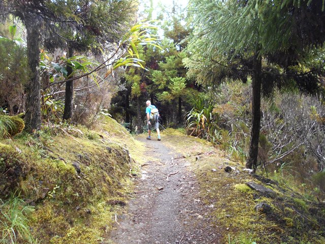 L'arrivée sous les cryptomerias