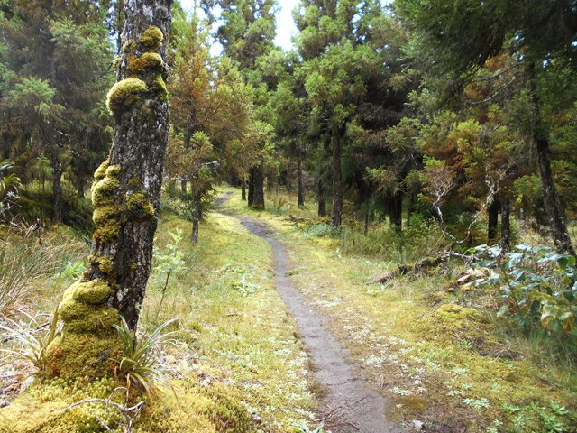 Les mousses envahissent tout