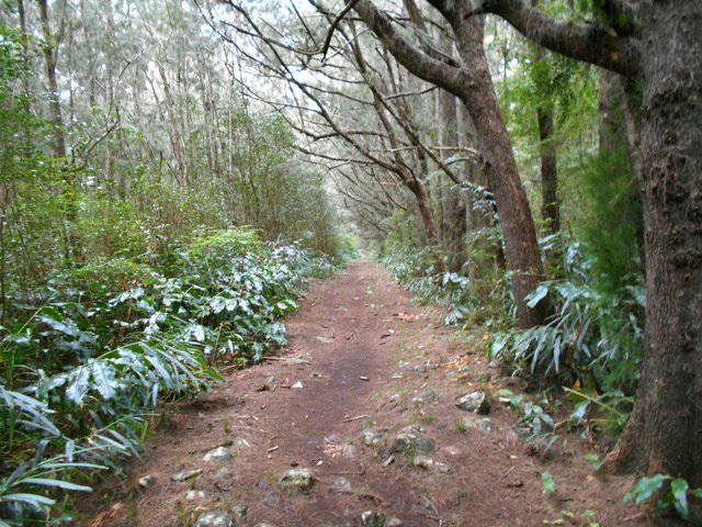 Jeunes et anciennes plantations de filaos envahies de longoses