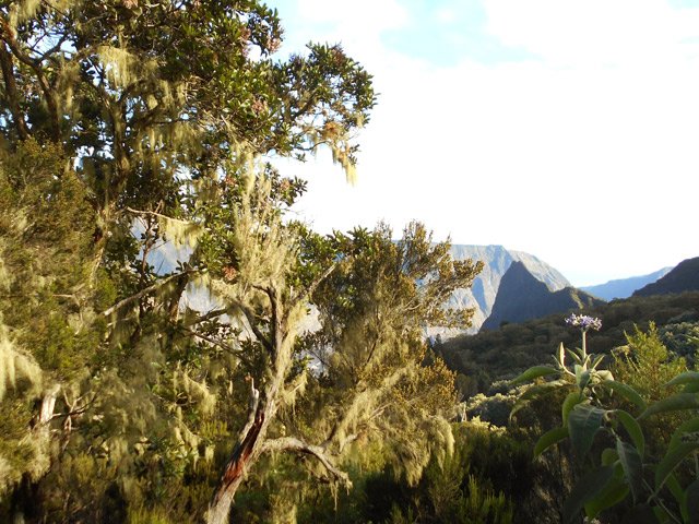 Les arbres recouverts de barbe de Jupiter laissent apparaître le Piton des Calumets