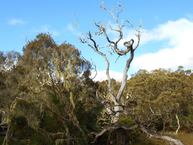 Les tamarins morts sont aussi beaux que les vivants