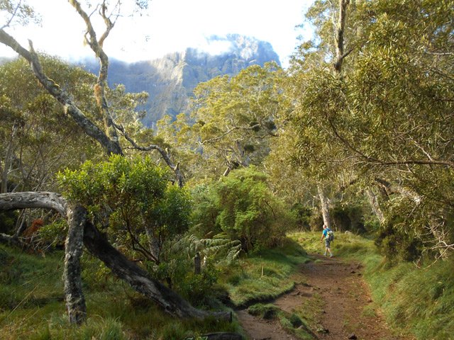 Le sentier large et plat à travers les tamarins