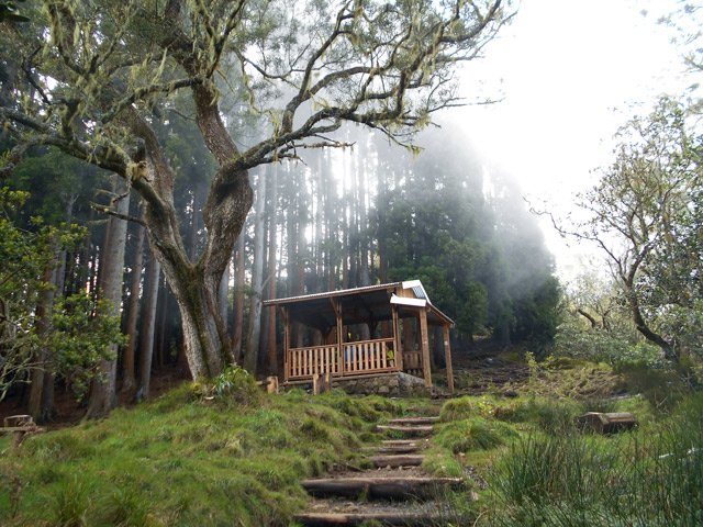 L'abri du Plateau du Petit Matarum, sa source et son gros tamarin