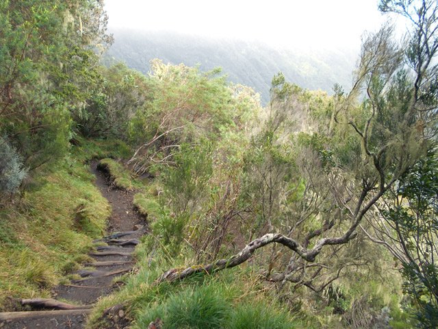 Une idée de la végétation après le Petit Matarum