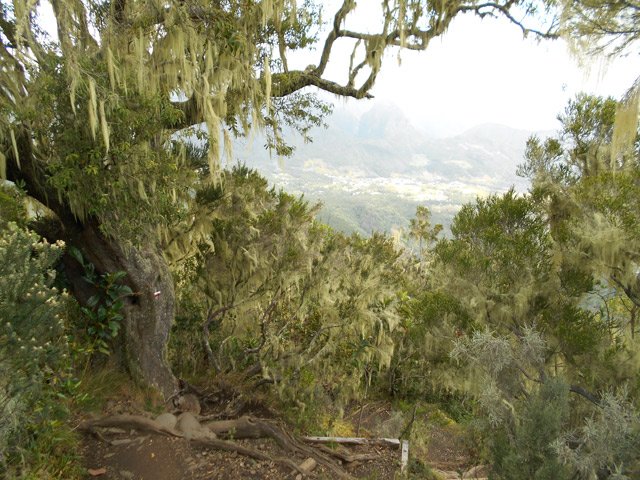 Un Bois de rempart, 4 m de circonférence, le plus bel arbre de la descente