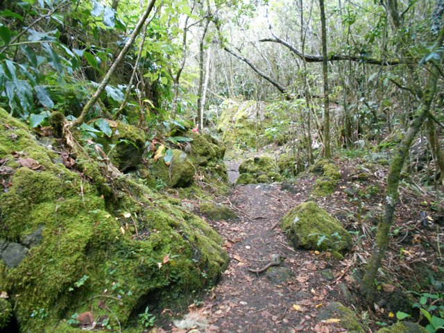 Le sentier moussu proche du sentier de découverte de Cilaos