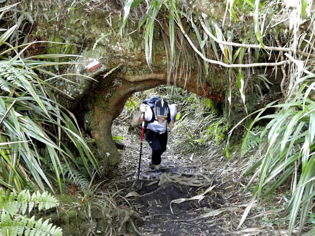C'est parti pour deux heures de boue et de racines sous les tamarins