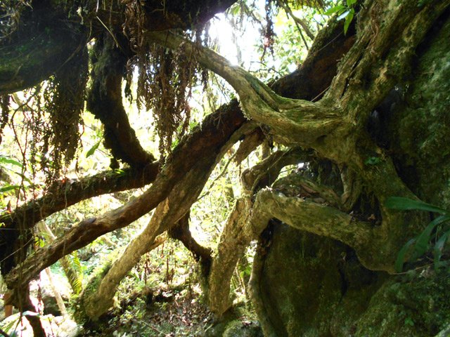 Le magnifique bois maigre au début du sentier du Mini Trou de Fer