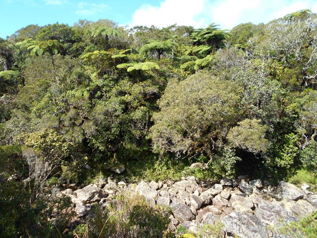 La végétation de bois de couleurs sur les berges du Bras Chansons