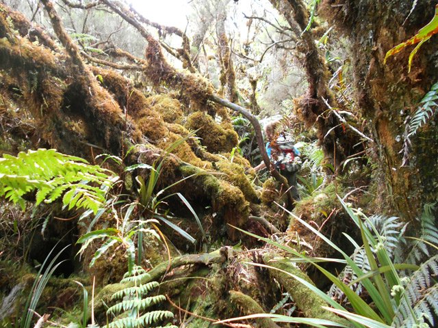Traversée du plateau sur des couches impressionnantes de mousse