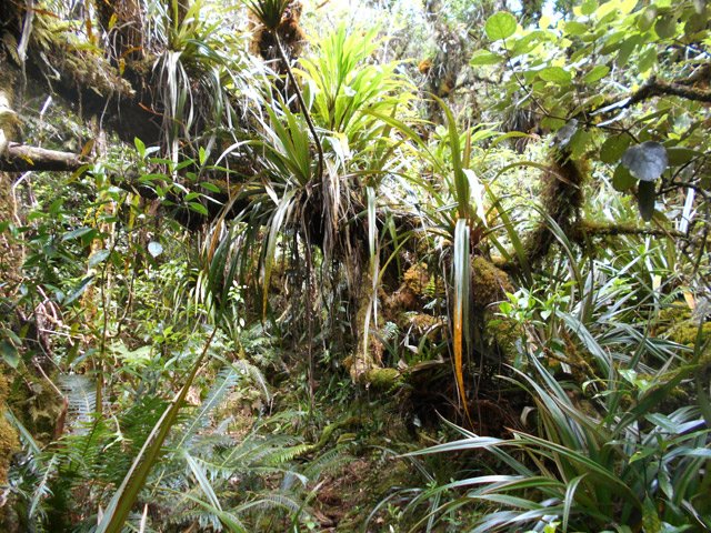Paysage classique de la forêt de Bébour-Bélouve