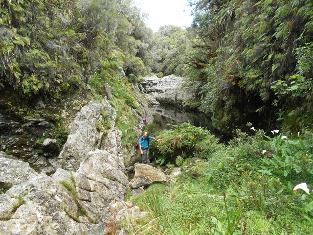 D'autres bassins entourés d'arums