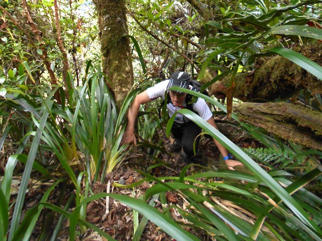 Il faut parfois se baisser pour passer sous les troncs moussus ...