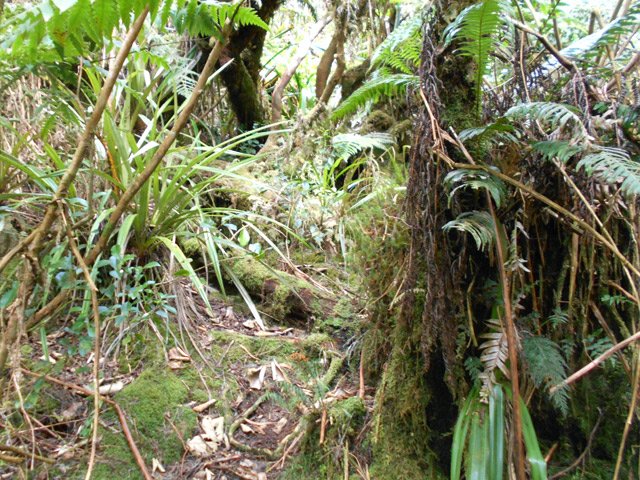 ... ou sauter les troncs, privés de leur mousse par les divers passages